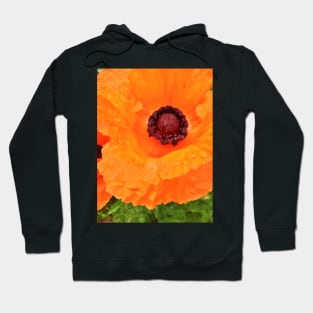 Beautiful Orange Poppy  - Early Spring Blooms Hoodie